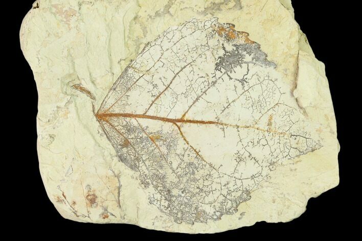 Miocene Fossil Leaf (Populus) - Augsburg, Germany #139471